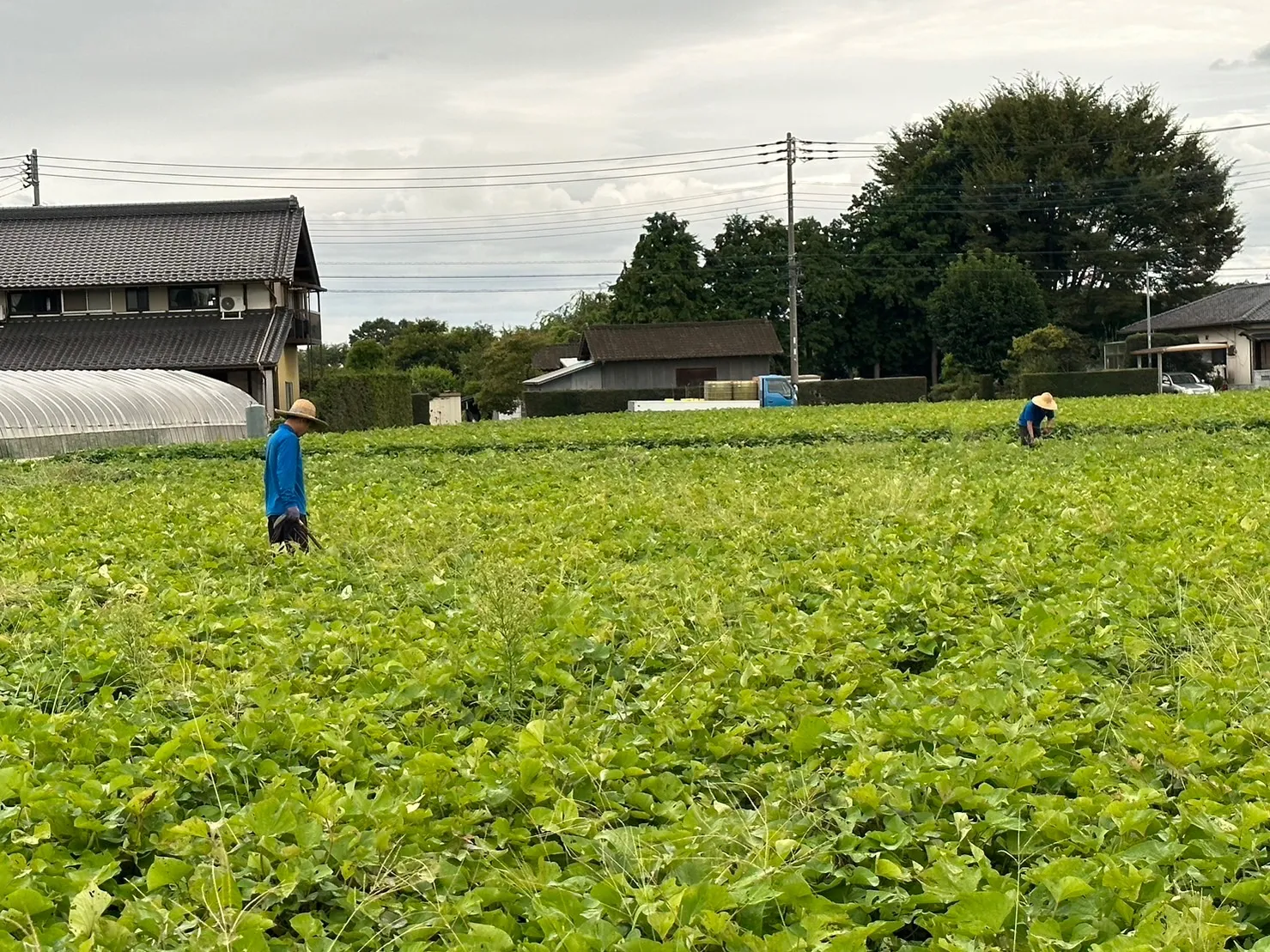 【さつまいも / 茨城・鉾田市】除草剤・草抜き