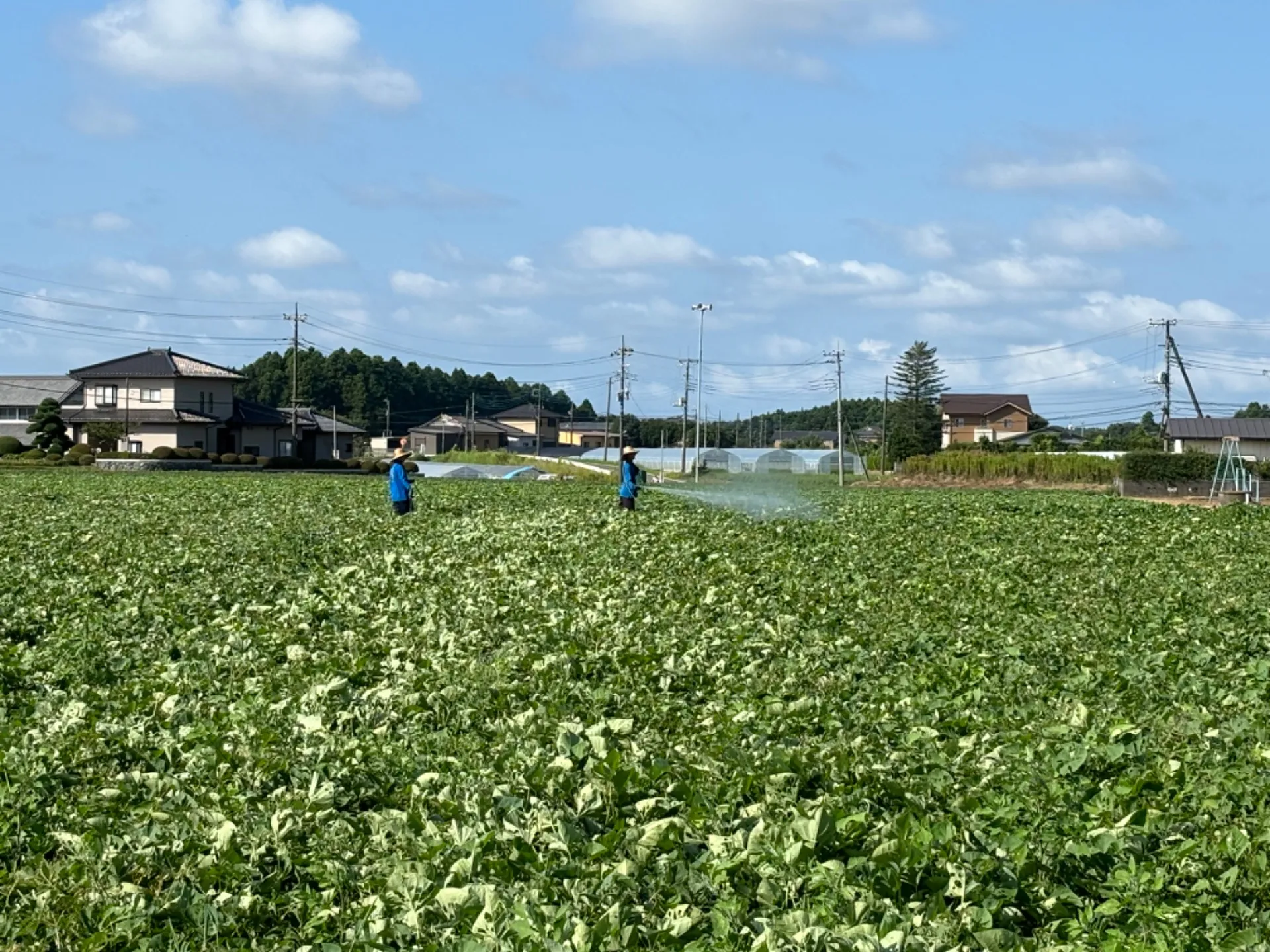 【さつまいも / 茨城県・鉾田市】消毒作業！